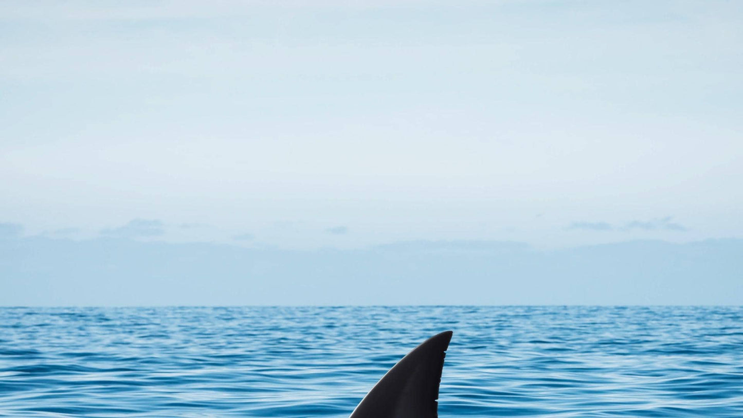 Shark Fin Stream Alert - Animated Overlay with Transparent Background - Full Screen 1920x1080 - Instant Download - .WEBM file with Sound!