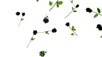 Black Roses Stream Alert - Full Screen Animated Flower Overlay w/ Transparent Background - 1920x1080 - Instant Download - Cute & Easy To Use