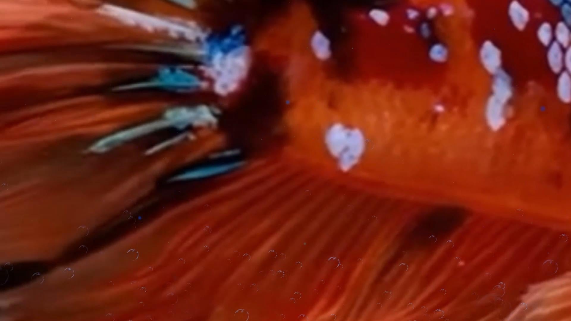 Betta Fish Stream Alert Transition - Full Screen Animated Scene Stinger - 1920x1080 Overlay with Transparent Background - Instant Download