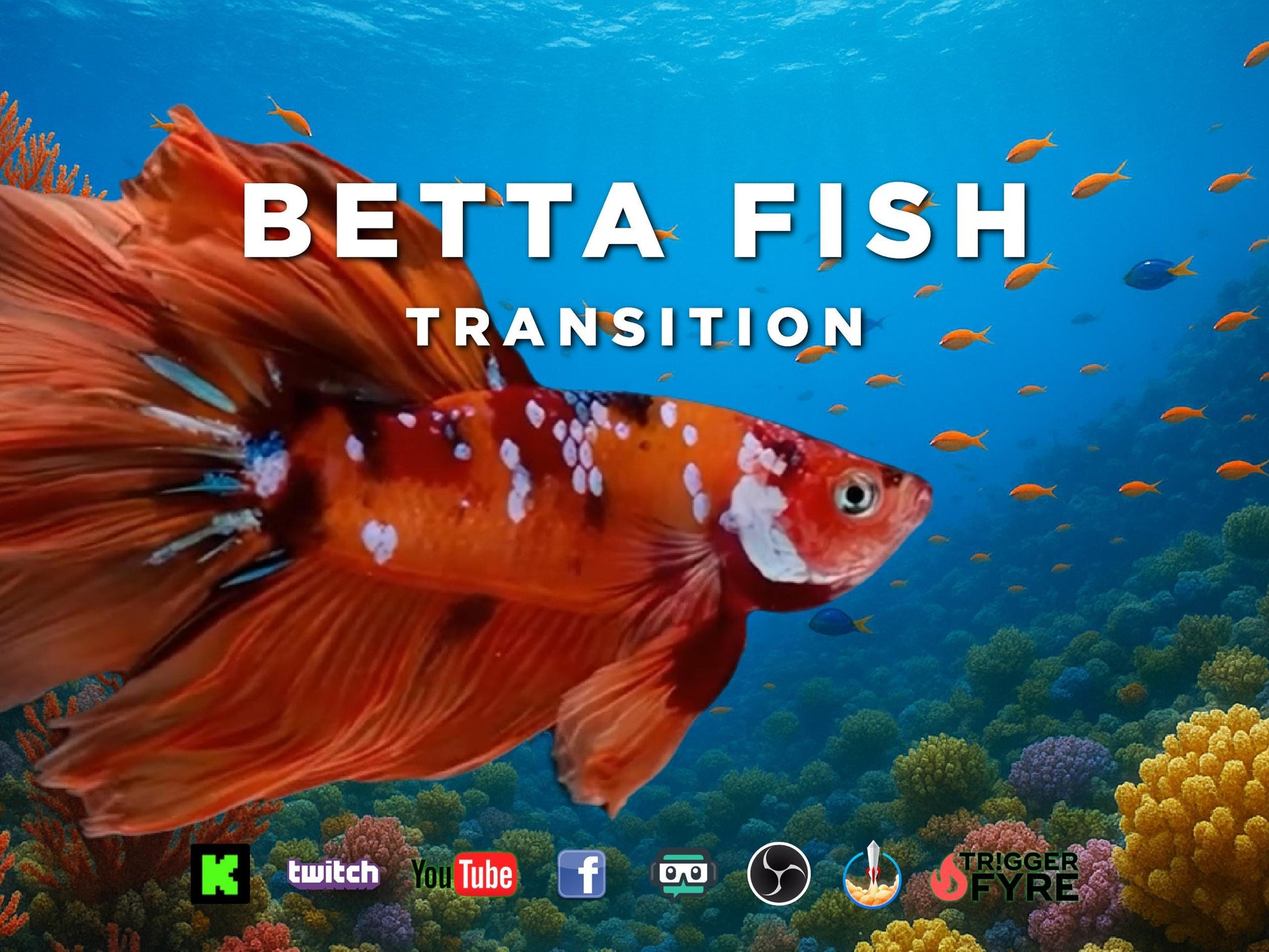 Betta Fish Stream Alert Transition - Full Screen Animated Scene Stinger - 1920x1080 Overlay with Transparent Background - Instant Download