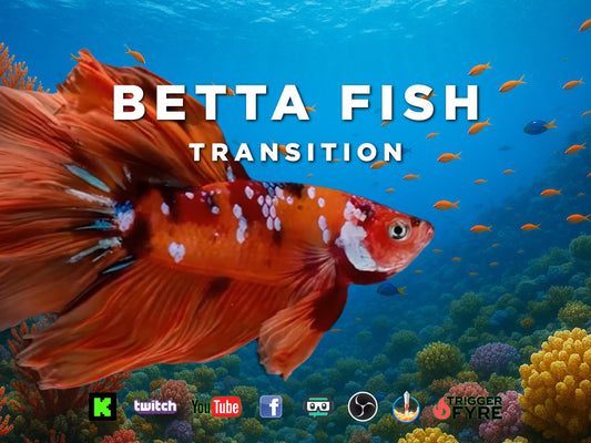 Betta Fish Stream Alert Transition - Full Screen Animated Scene Stinger - 1920x1080 Overlay with Transparent Background - Instant Download