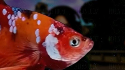 Betta Fish Stream Alert Transition - Full Screen Animated Scene Stinger - 1920x1080 Overlay with Transparent Background - Instant Download