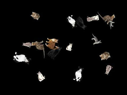 Cats Stream Alert - Full Screen Animated Kitty Shower Overlay w/ Transparent Background - 1920x1080 - Instant Download - Fun Channel Redeem