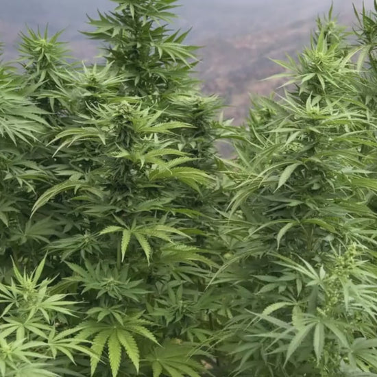 Weed Effect - MaryJane Overlay Bundle - Twitch Stream Animation - Full Screen Transparent Animated Alert - Two Variations - Green Smoke