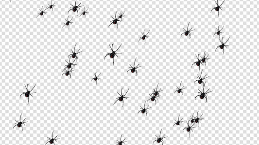 Spiders Crawling Stream Alert Overlay - Animated Transparent Full Screen - Twitch Donations Bits Cheers - Halloween Creepy Horror Scary