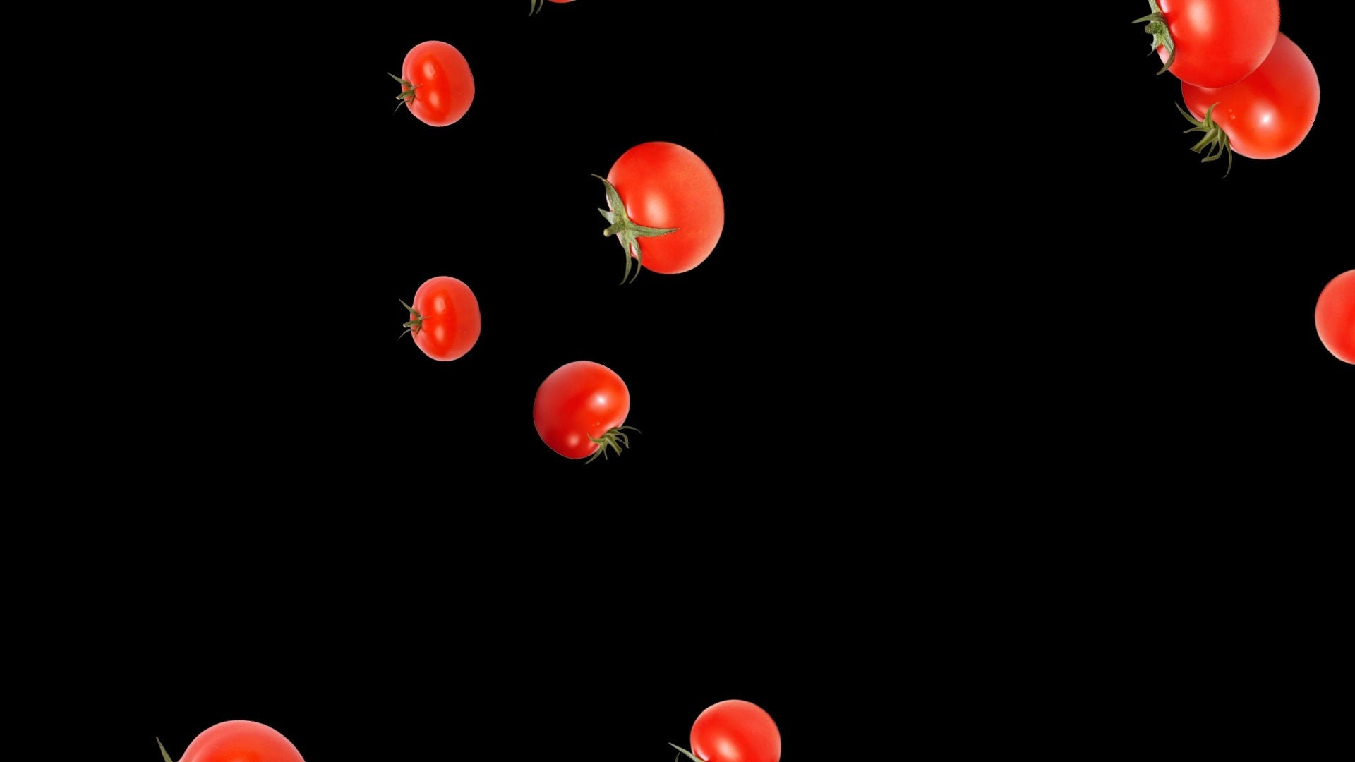 Tomato Rain Alert - Full Screen Falling Tomatoes with Transparent Background - 1920x1080 - Cooking Stream Overlay - Instant Download - .WEBM