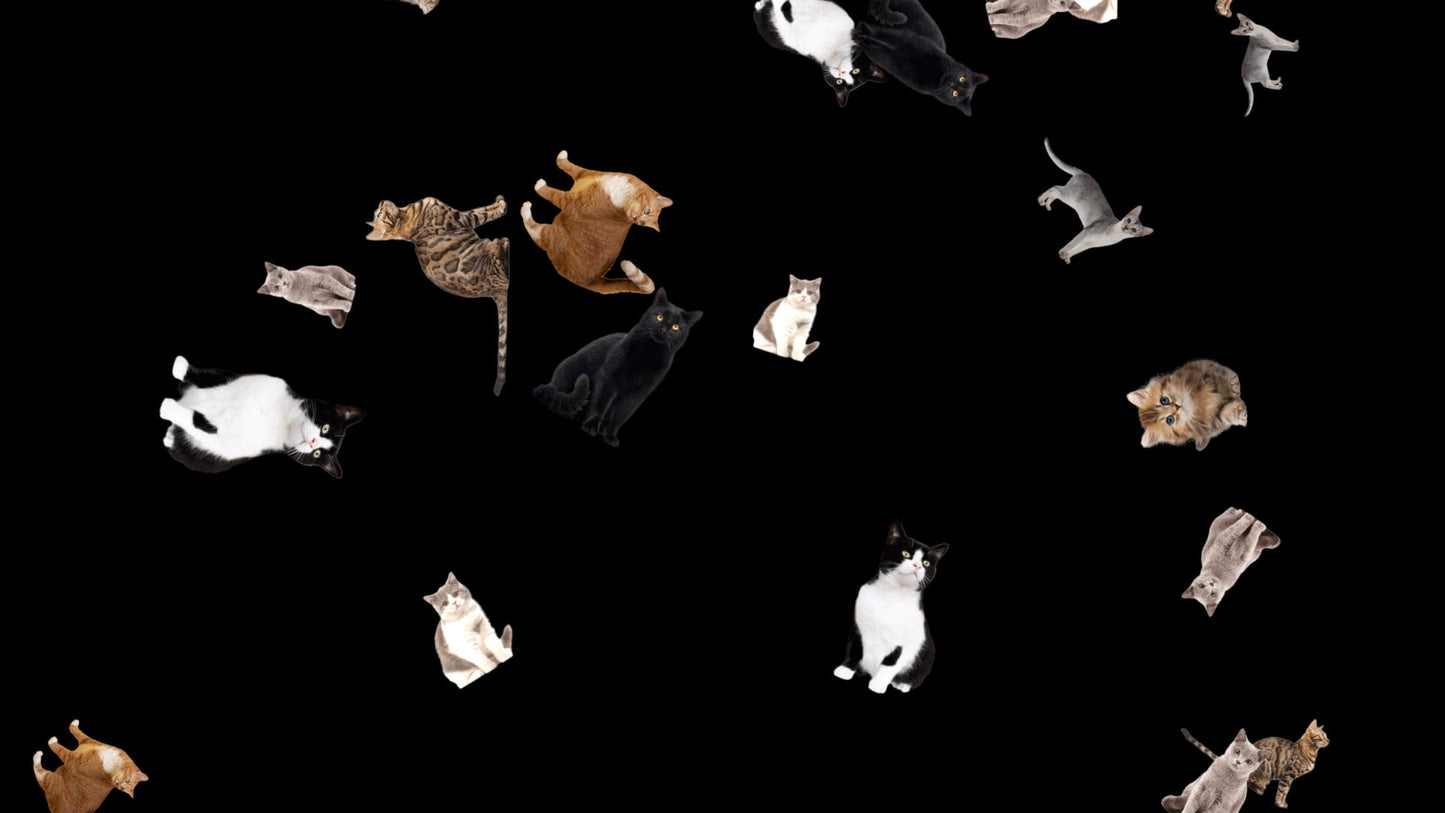 Cats Stream Alert - Full Screen Animated Kitty Shower Overlay w/ Transparent Background - 1920x1080 - Instant Download - Fun Channel Redeem