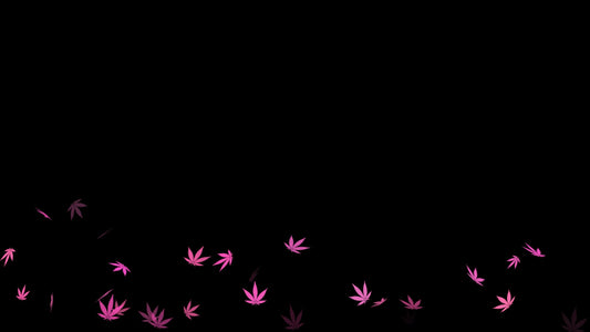 Pink 420 Stream Alert - Cute Floating Weed Leaves Animated Overlay - Full Screen with Transparent Background - 1920x1080 - Instant Download