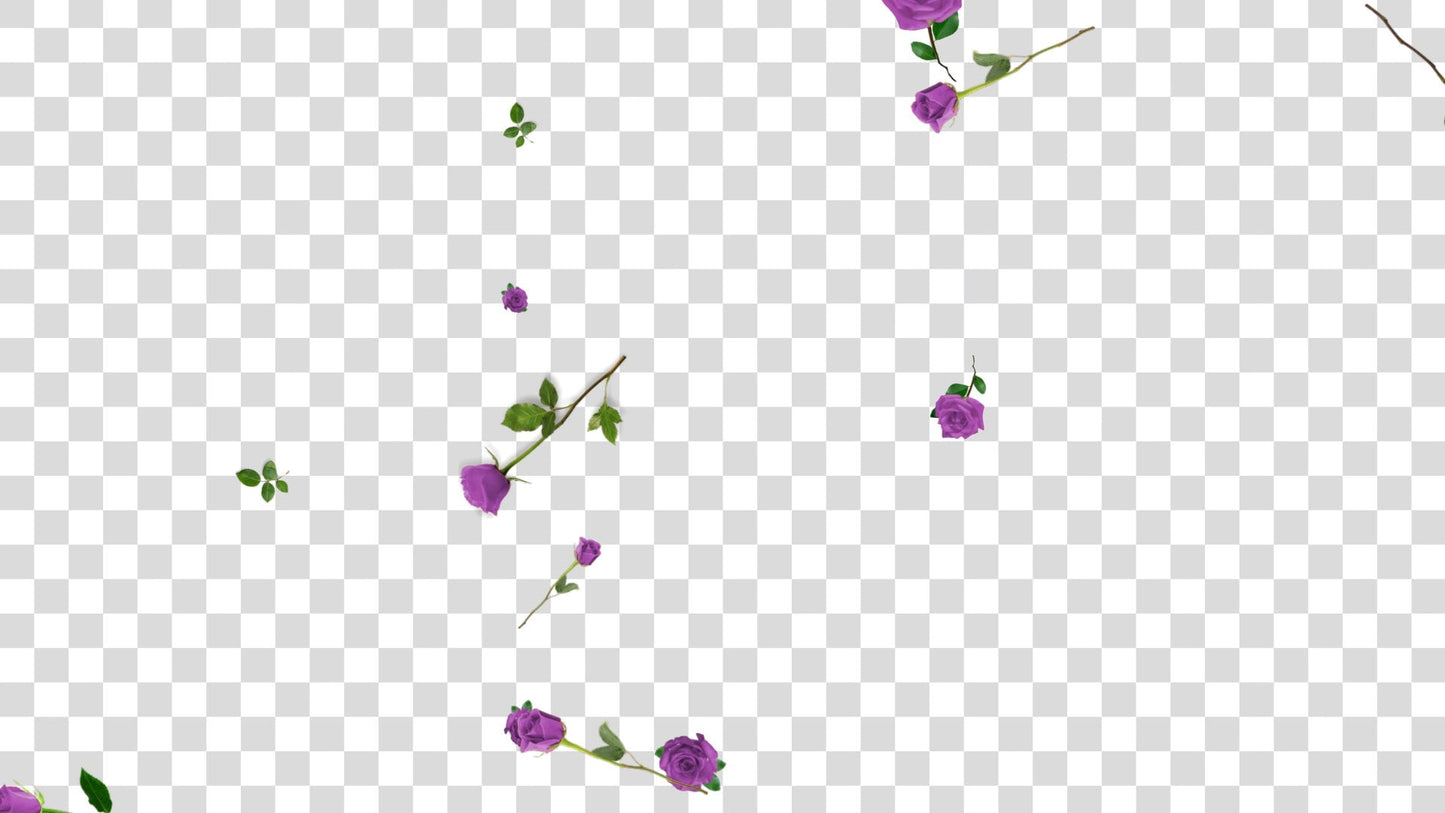 Lilac Roses Stream Alert - Full Screen Animated Flower Overlay w/ Transparent Background - 1920x1080 - Instant Download - Cute & Easy To Use